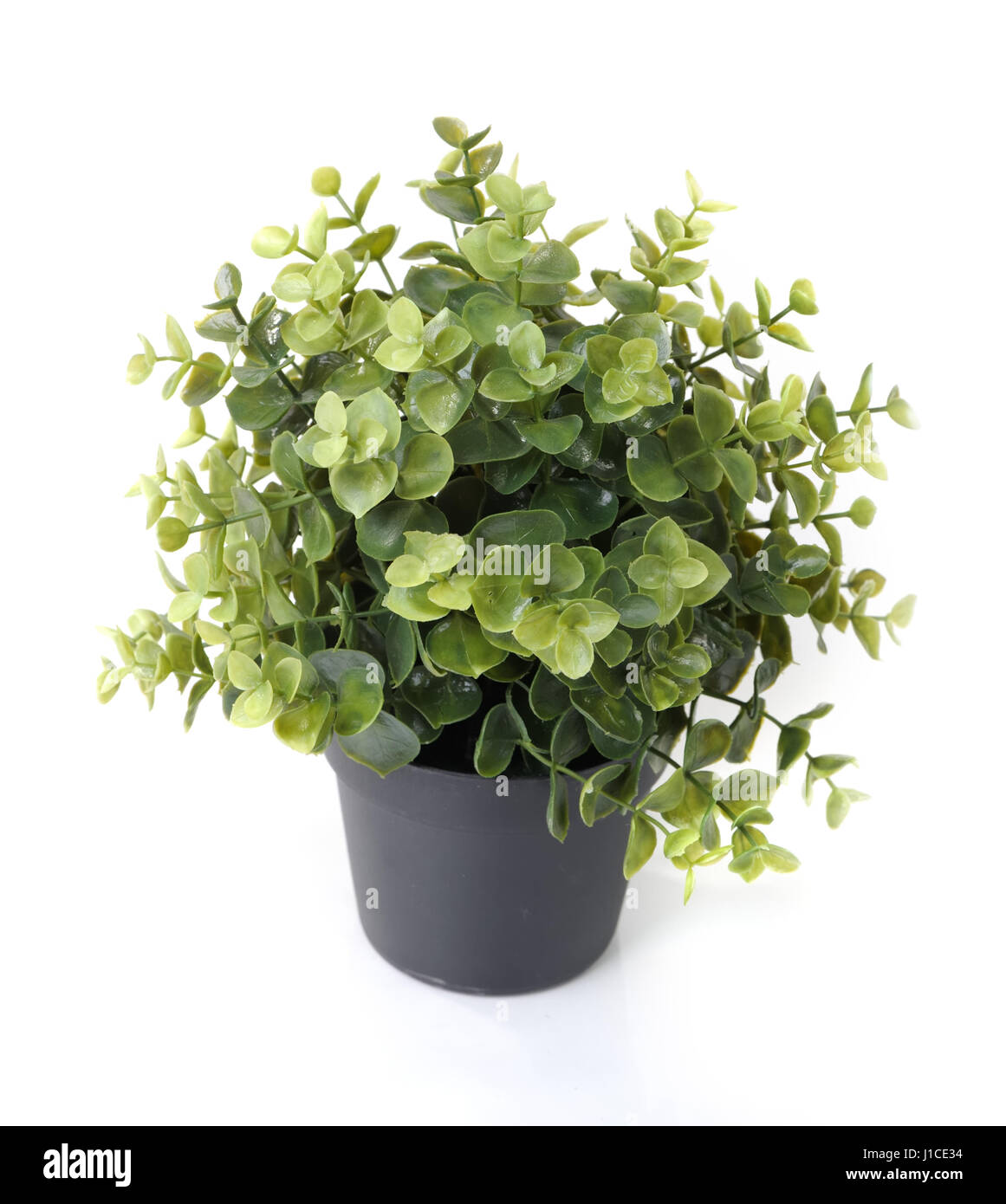 Home plant in pot isolated on white background Stock Photo - Alamy