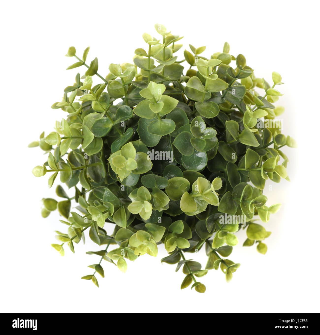 Home plant isolated on white background Stock Photo - Alamy