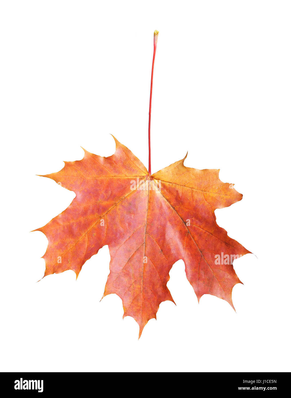 Leaf object single environment hi-res stock photography and images - Alamy