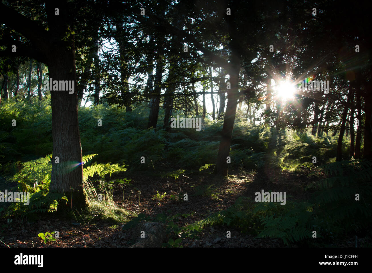 The sunset shining through the trees of Brocton Coppice, Cannock Chase, Staffordshire Stock Photo