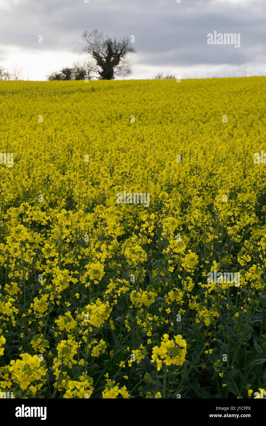 Grape seed oil field in a farm in Wiltshire,England,UK Stock Photo - Alamy
