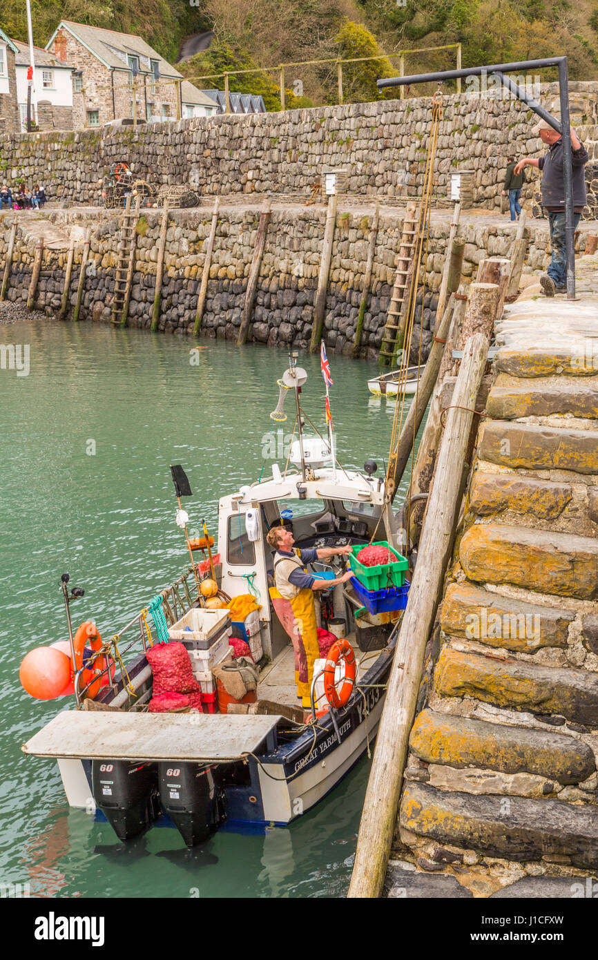 Clovelly,Devon,England. Professional Fishermen unload whelks the catch of the day in the sheltered harbour of this picturesque village in the UK Stock Photo