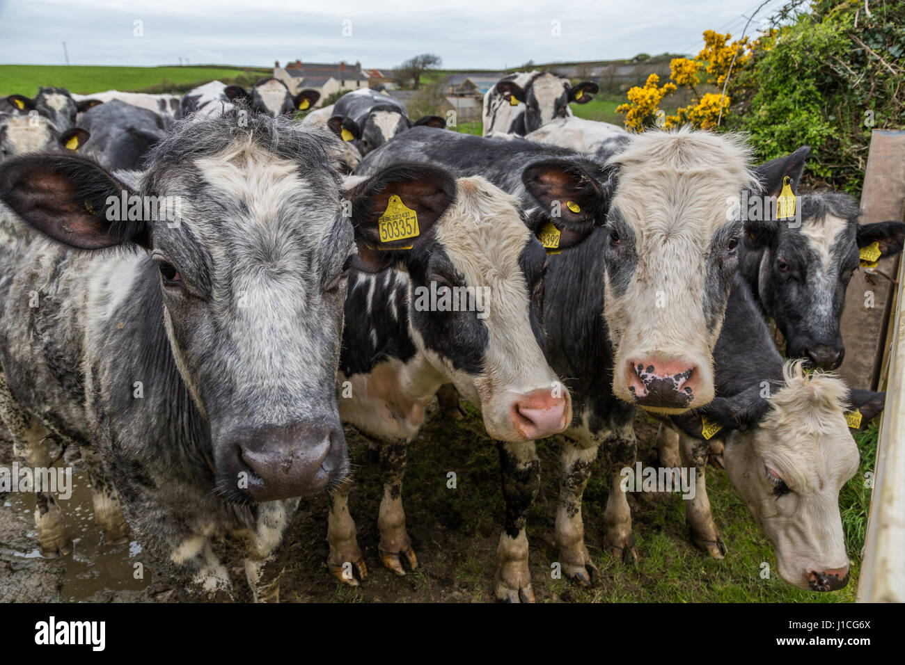 A closeup of three cows faces in field looking at camera Devon, UK,England Stock Photo