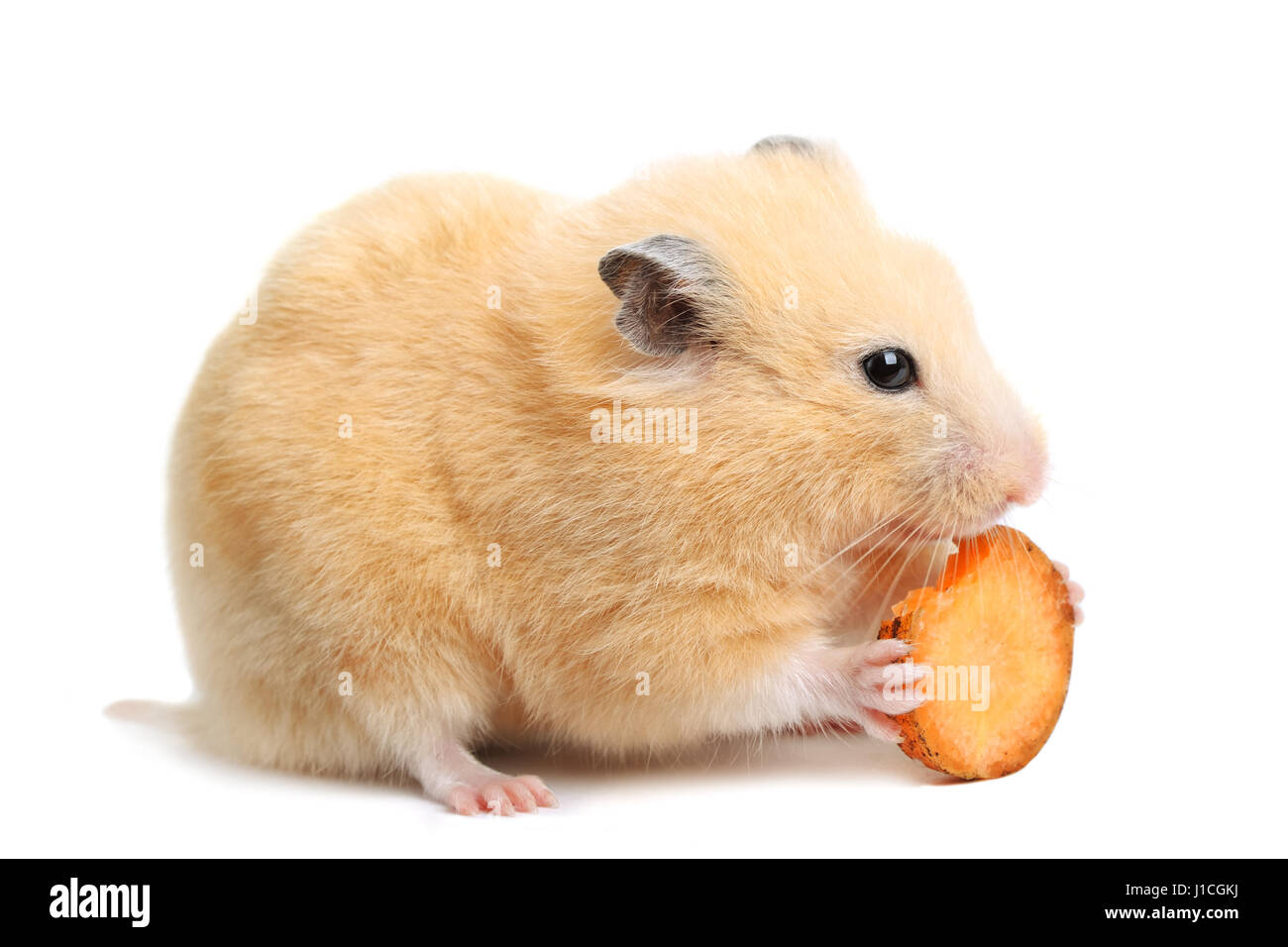 Funny hamster eats on white isolated background Stock Photo