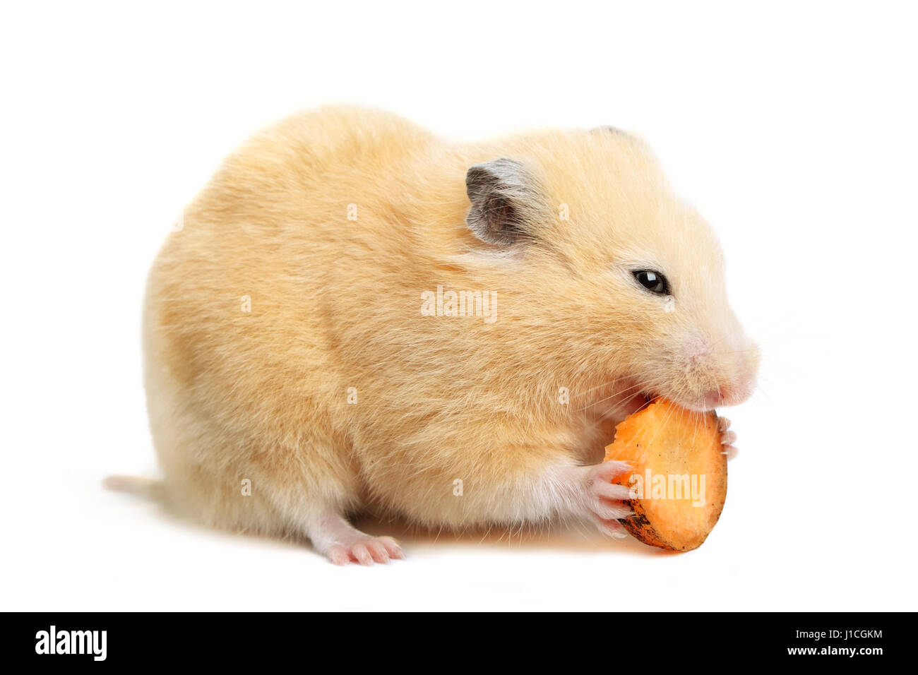 Funny Dwarf Hamsters Youtube