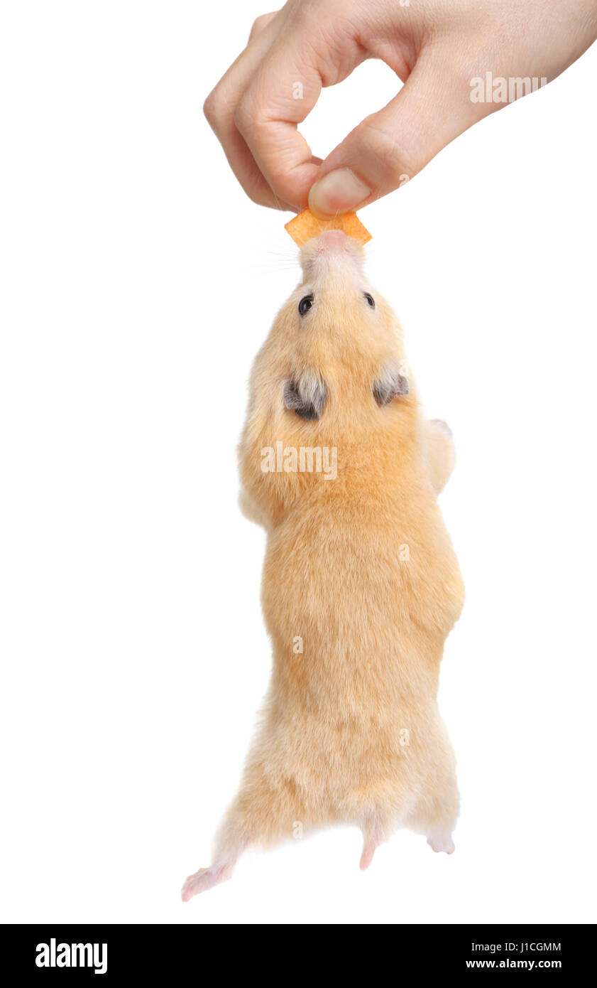 Hungry hamster hold food by teeth Stock Photo Alamy