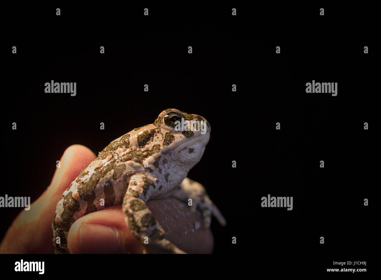 European green toad (Bufo viridis) in a mans hand, with black background. Found at night in a limestone quarry in Limhamn, Sweden. Stock Photo