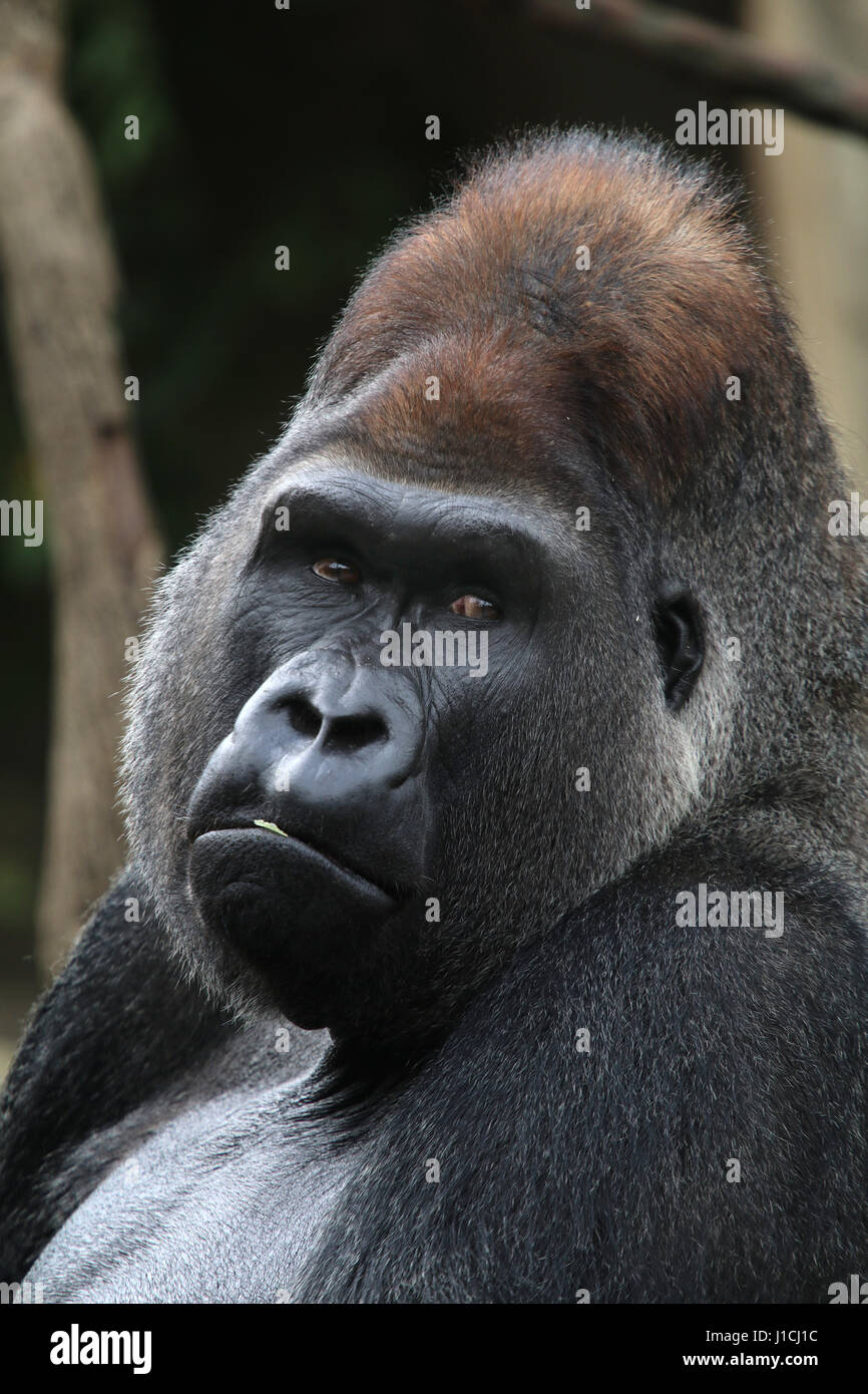 Lowland gorilla face closeup silverback male Cincinnati Zoo, Ohio Stock Photo