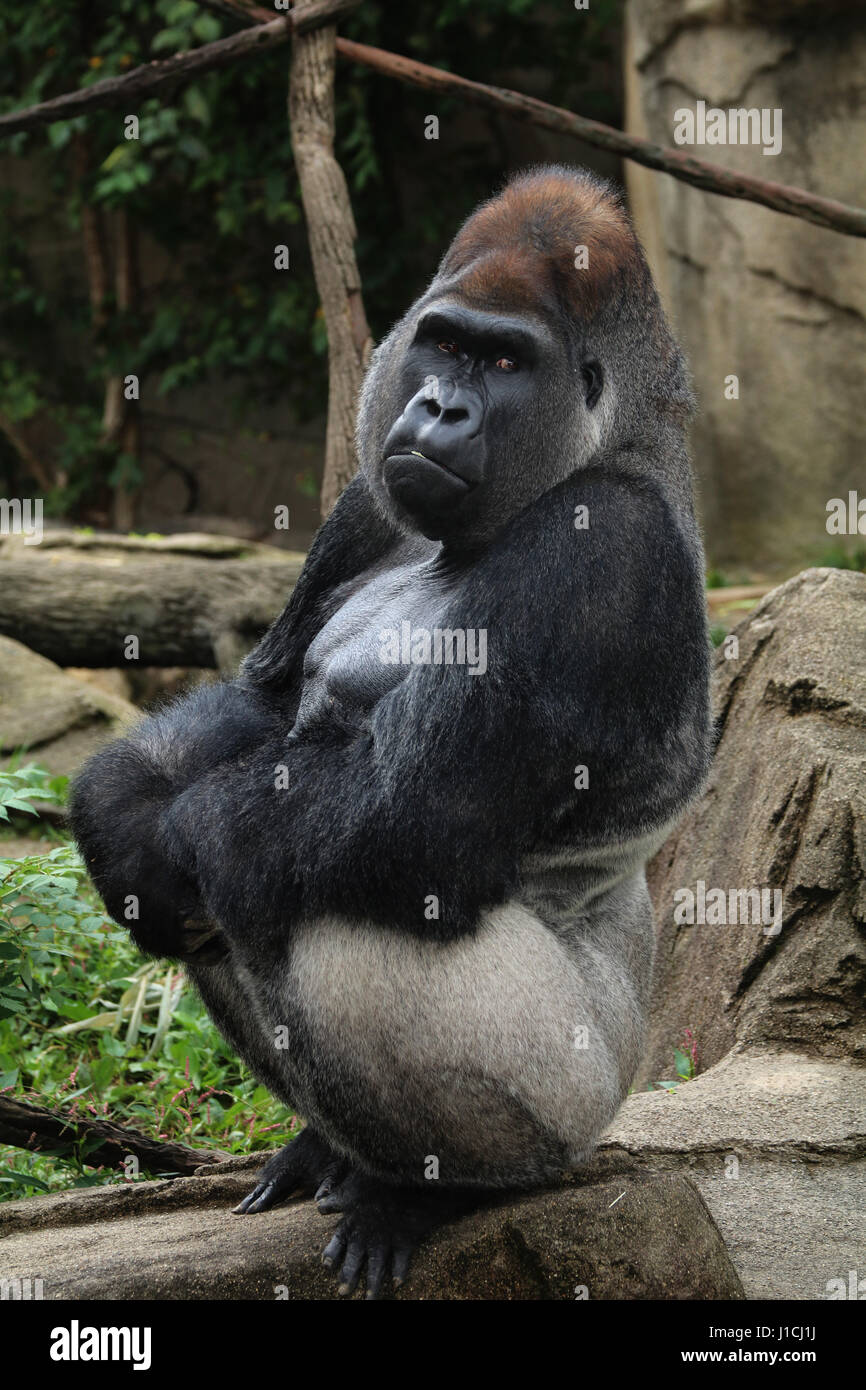 Lowland gorilla face closeup silverback male Cincinnati Zoo, Ohio Stock ...