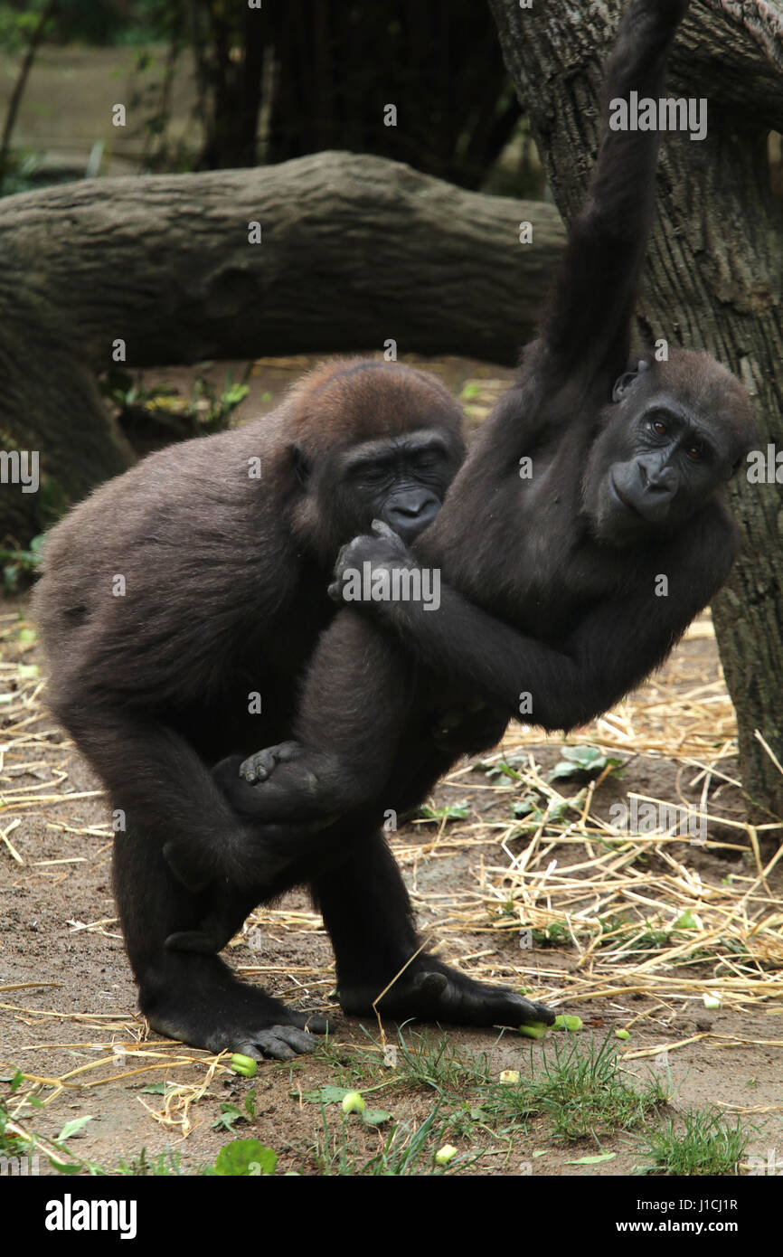 Lowland gorilla babies playing Cincinnati Zoo, Ohio Stock Photo