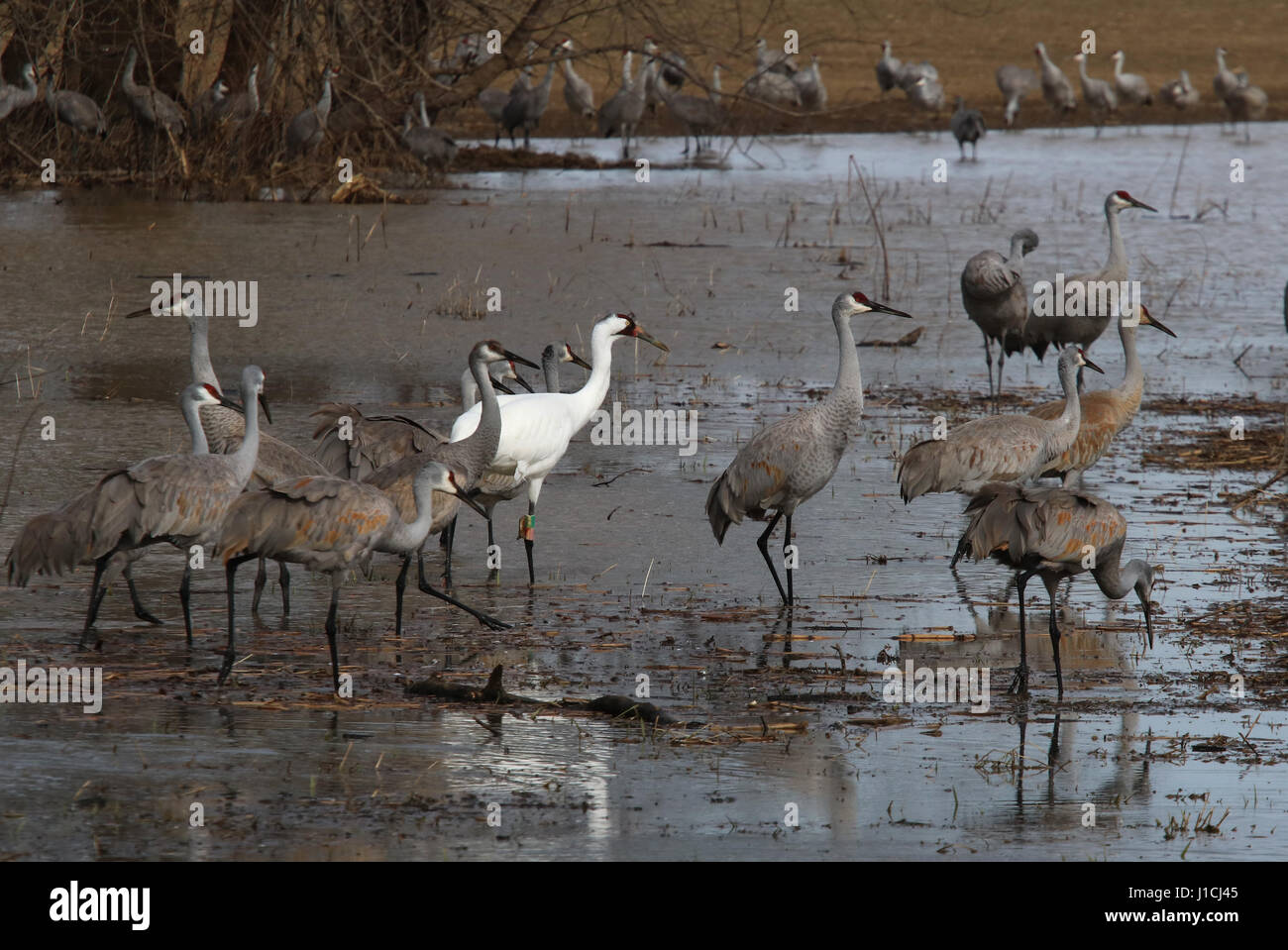 Whooping crane with sandhill cranes in Indiana wetland Stock Photo