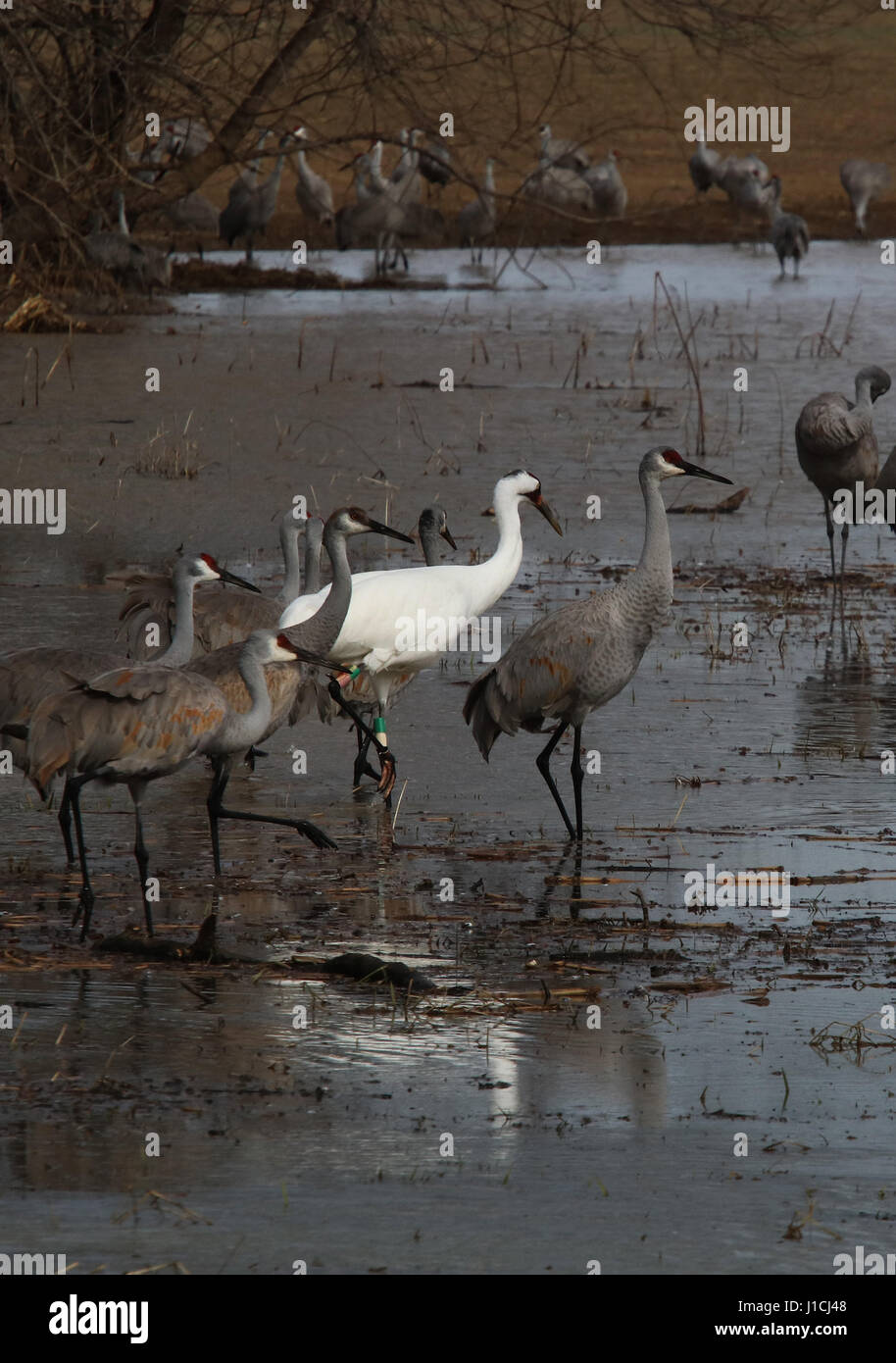 Whooping crane with sandhill cranes in Indiana wetland Stock Photo