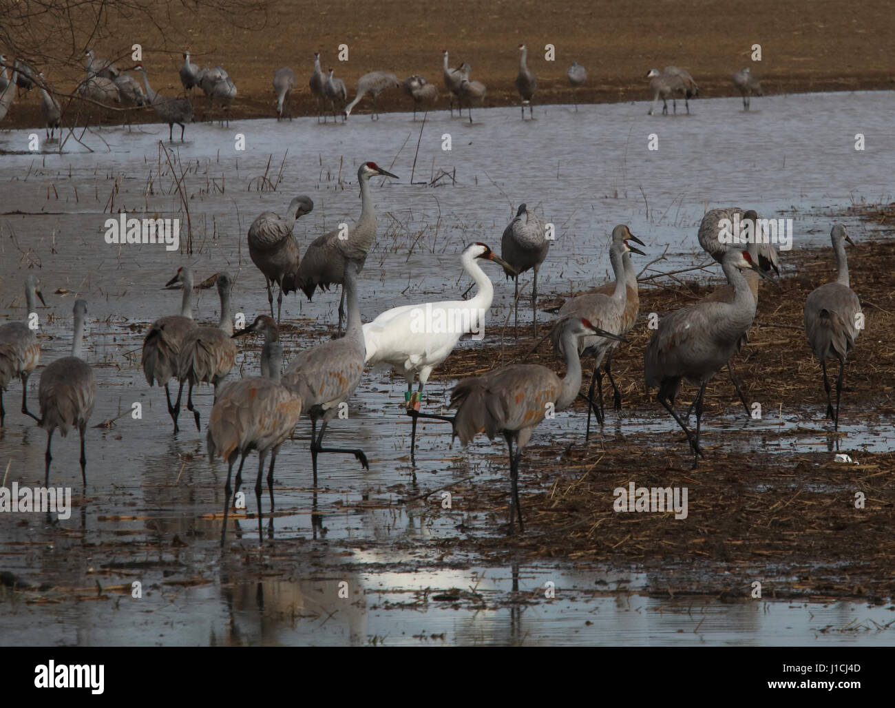 Whooping crane with sandhill cranes in Indiana wetland Stock Photo