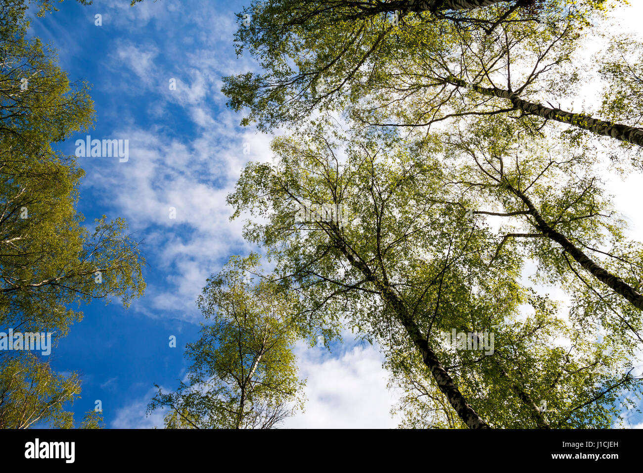 Spring Forest Treetops Tops of trees with green leaves in forest in spring Stock Photo - Alamy