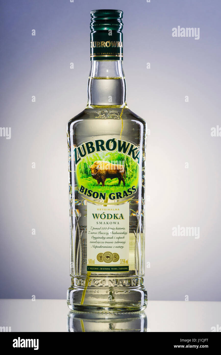 Zubrowka grass  flavored vodka on green gradient background Stock Photo