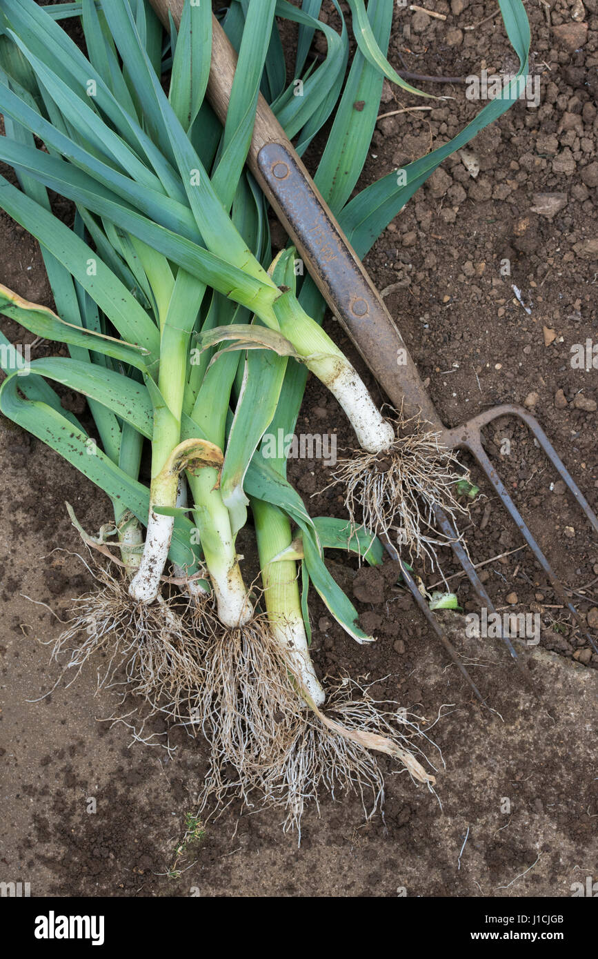 Dug up overwintered leeks with a garden fork in a vegetable garden. UK Stock Photo