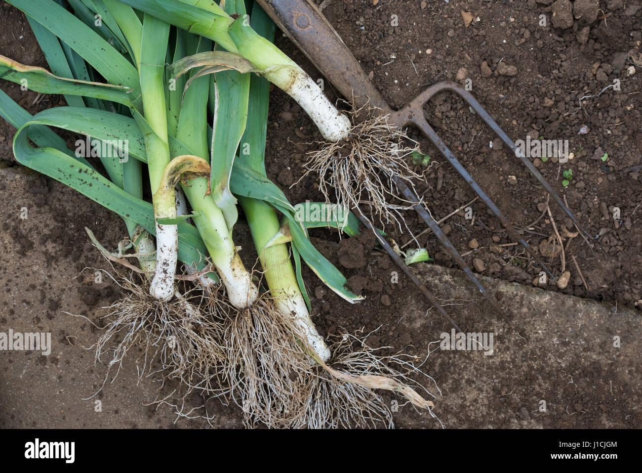 Dug up overwintered leeks with a garden fork in a vegetable garden. UK Stock Photo