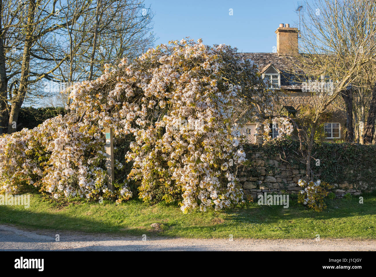 Evening sunlight on pear tree blossom in Taddington, Cotswolds, Gloucestershire, England Stock Photo