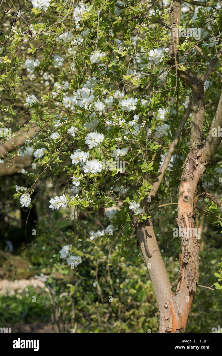 Exochorda x macrantha 'The Bride'. Pearl bush 'The Bride' flowering in April. Oxford Botanical Gardens, Oxfordshire, England Stock Photo