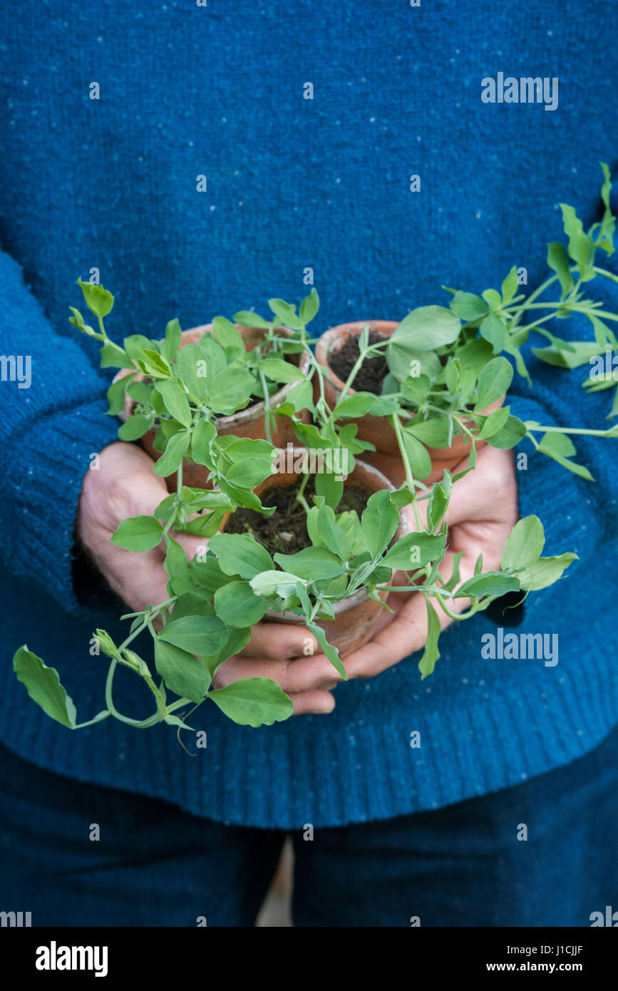 Gardener holding young sweet pea plants grown from seed in plant pots