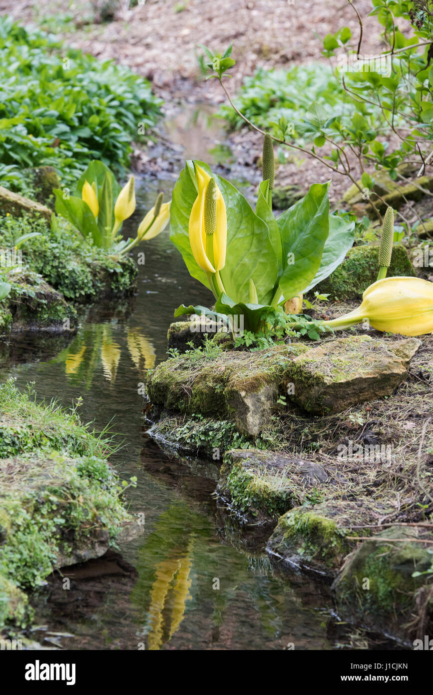 Lysichiton americanus. Yellow skunk cabbage by a stream at Batsford Arboretum, Moreton-in-Marsh, Cotswolds, Gloucestershire, England Stock Photo