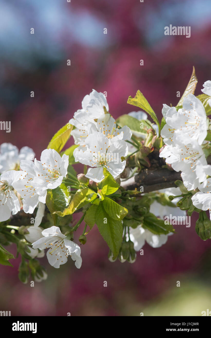 Prunus avium 'Sunburst'. Sweet Cherry 'Sunburst' blossom Stock Photo