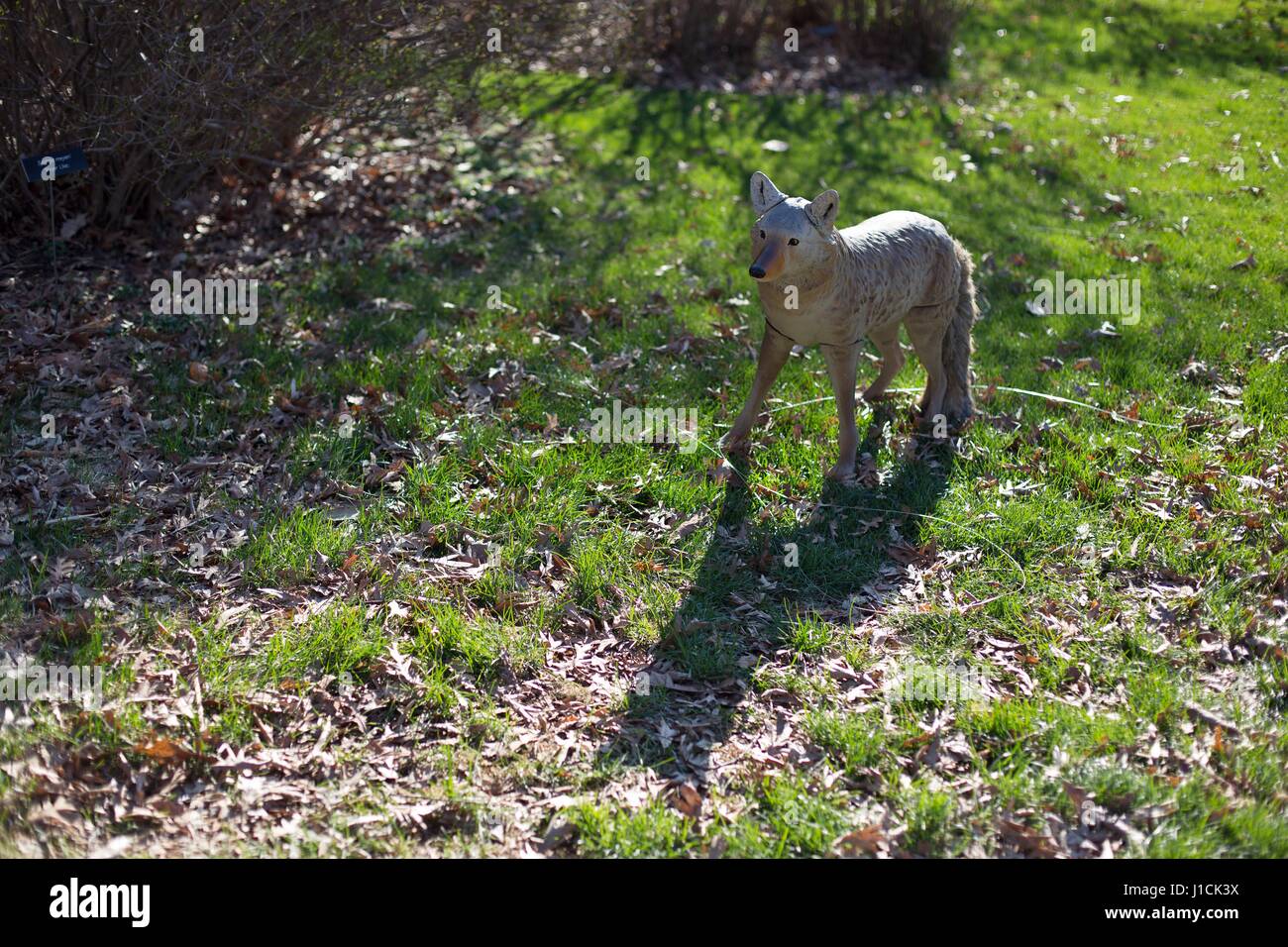 A life size statue of a coyote in a field. Stock Photo