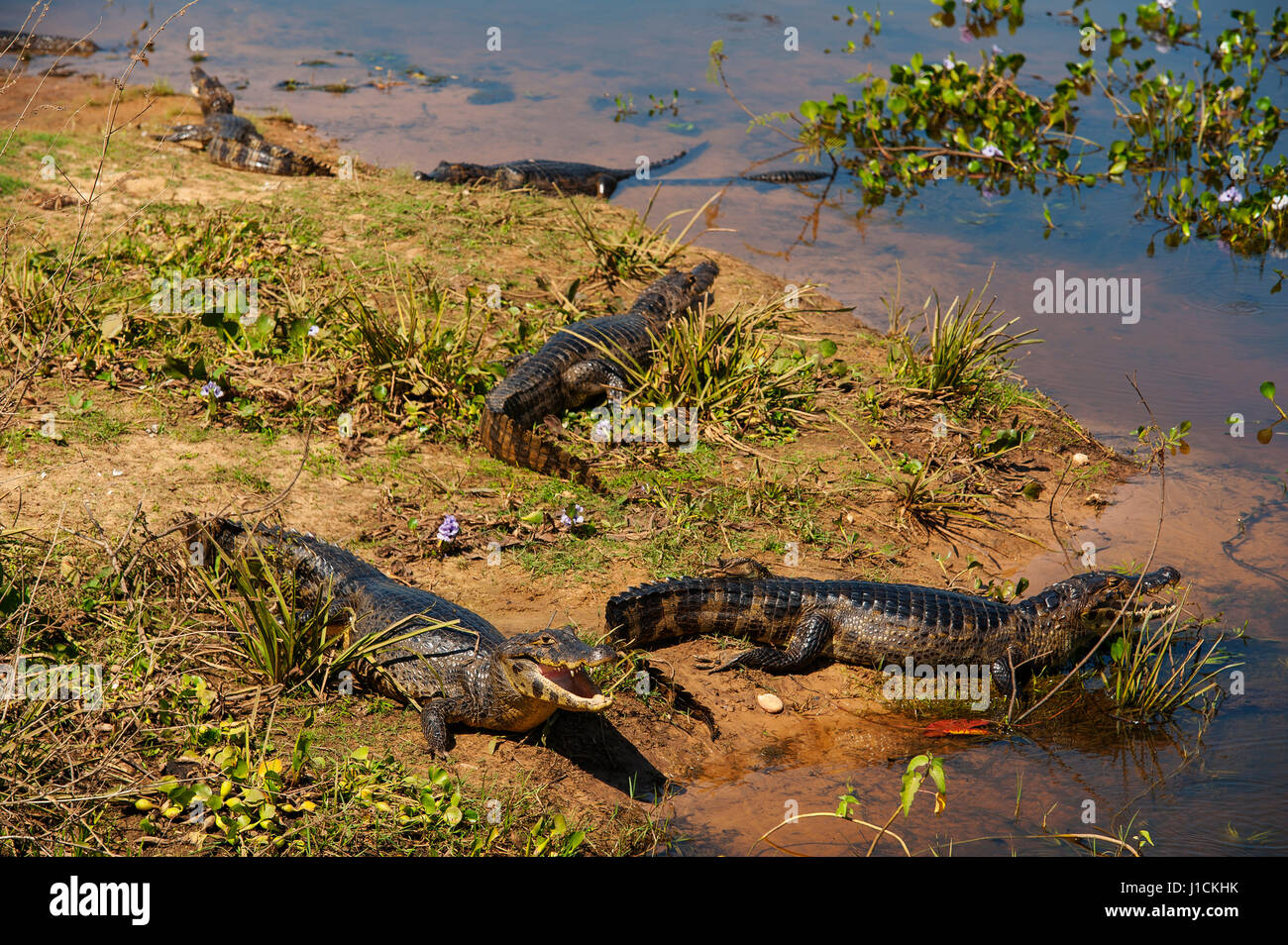 Alligator sunbathing at roadside on the transpantaneira road, Pantanal of Mato Grosso, Brazil Stock Photo