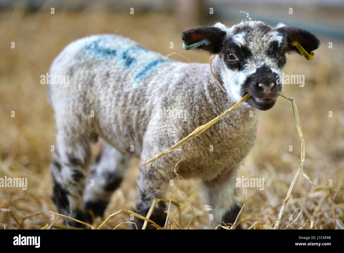 Lamb chewing straw Stock Photo