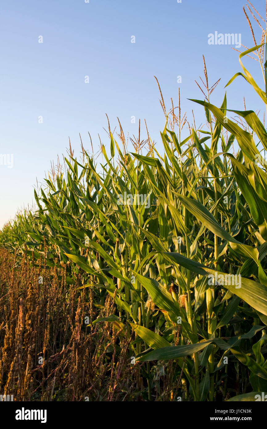 A shot of a corn field under blue sky Stock Photo - Alamy