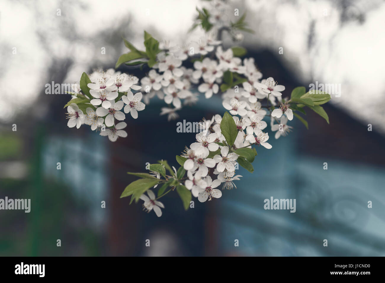 Blossom of cherry plum in spring, beautiful background. Ukraine Stock Photo
