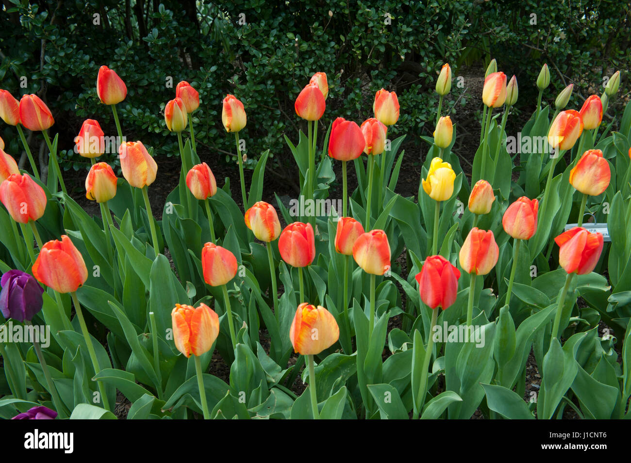 Tulips: transplant and preparation for the next season Tulips: transplant and preparation for the next season