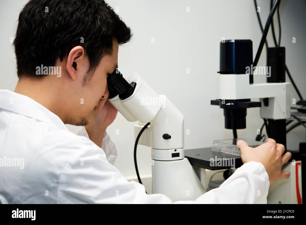 A scientist working at the lab looking into a microscope Stock Photo ...