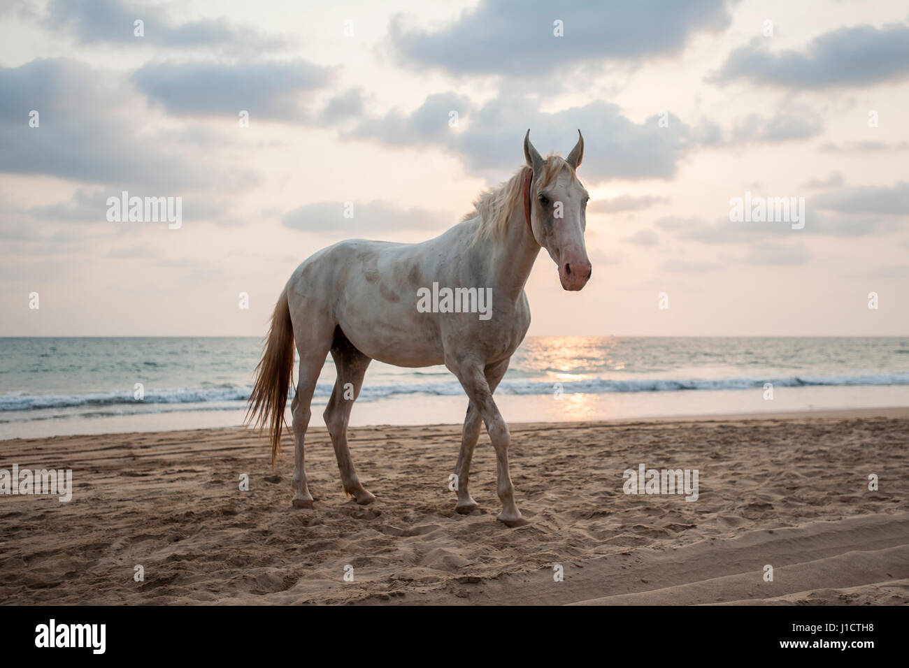 White horse at sunset, on a beach in Goa, India Stock Photo