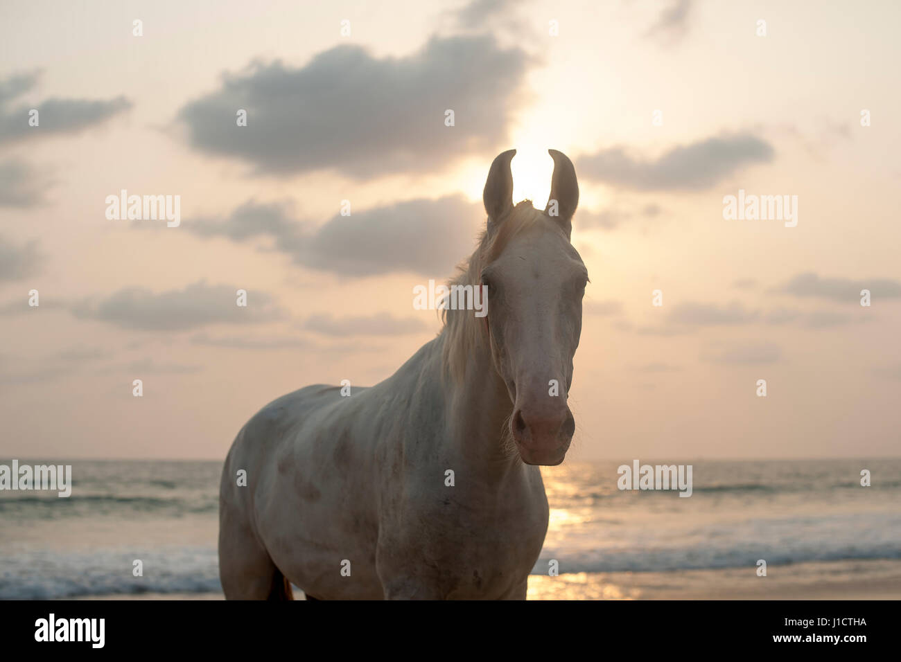 White horse at sunset, on a beach in Goa, India Stock Photo