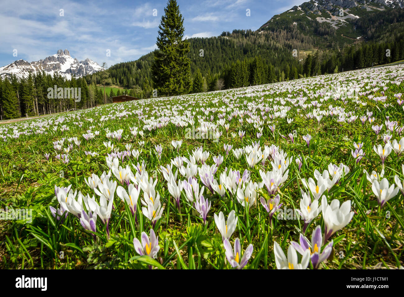 Field of spring crocus (crocus vernus) Alps, Austria Stock Photo