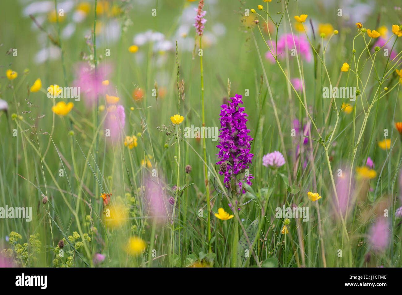 Wild flowering orchid in a meadow full of flowers Stock Photo