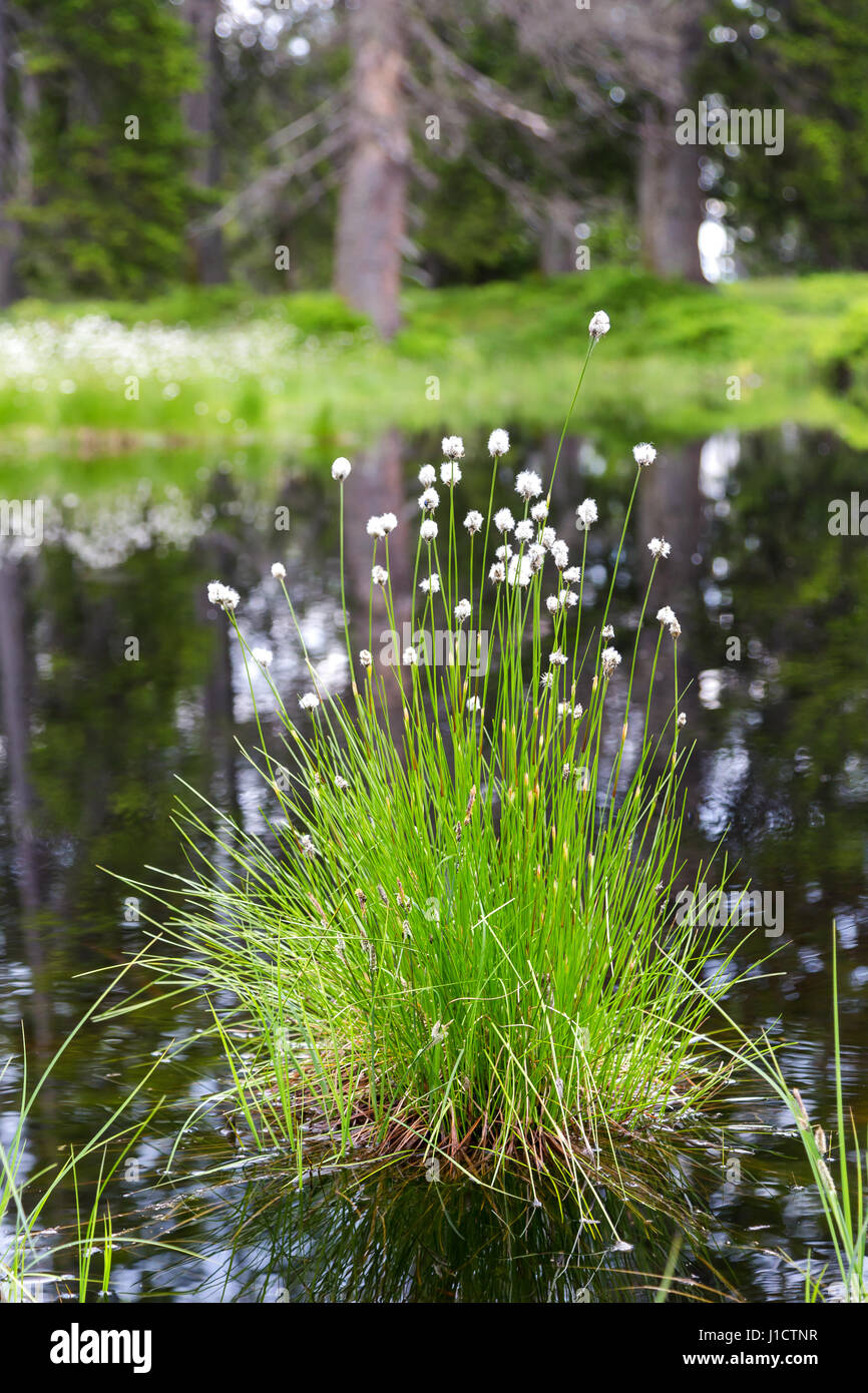 Cottongrass (Eriophorum) near a little lake Stock Photo
