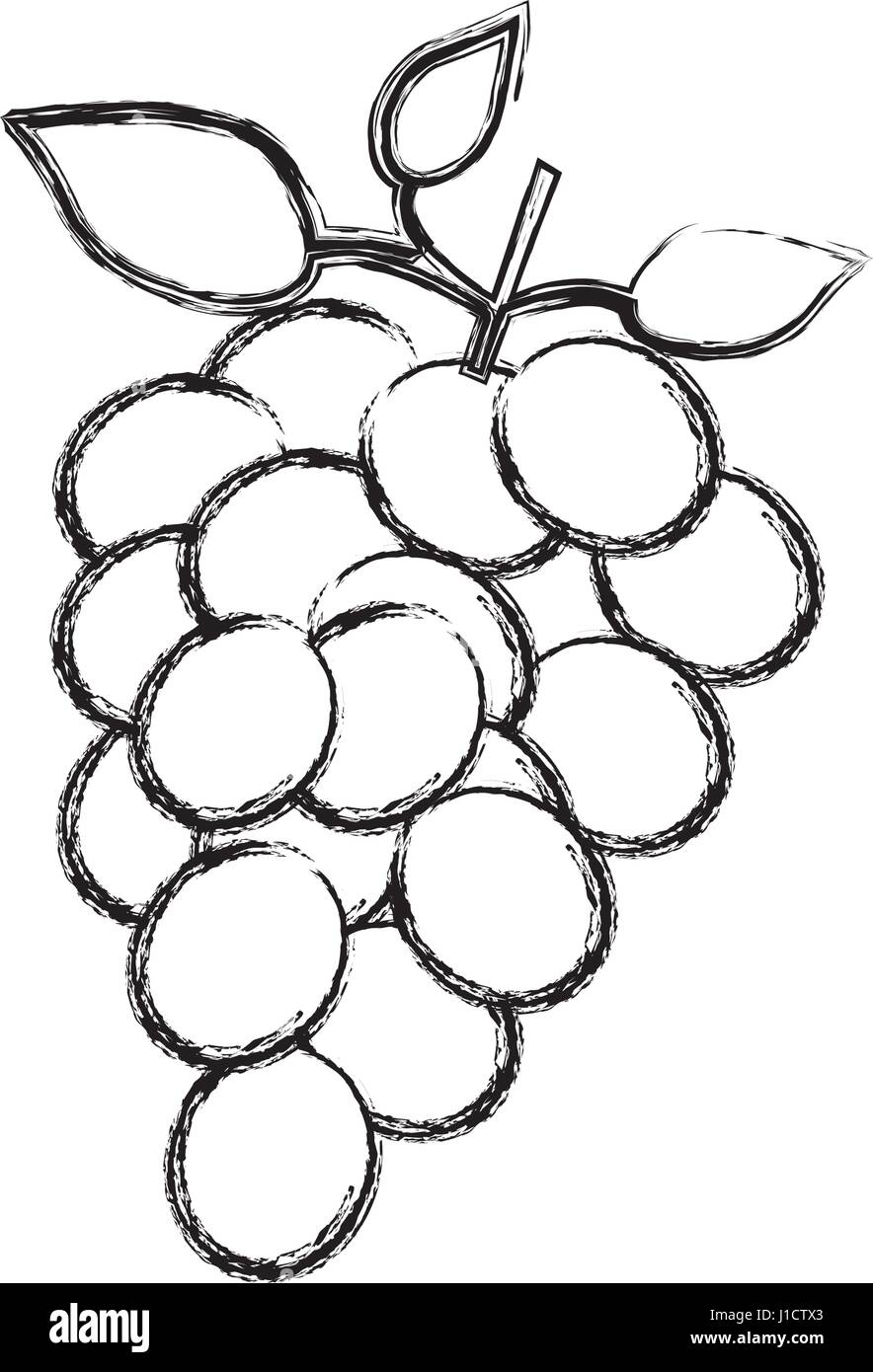 Grapes Sketches