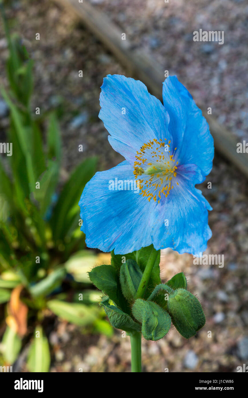 A Himalayan Blue Poppy (Meconopsis betonicifolia) in the Woodland Garden at Aberglasney House and Gardens, Llangathen, Carmarthenshire, Wales, UK Stock Photo