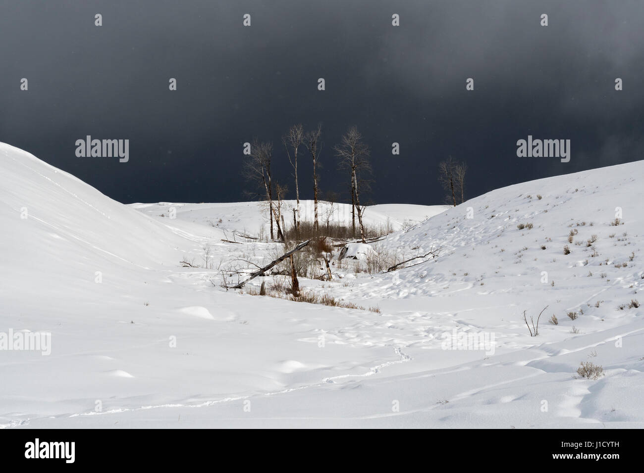 Yellowstone National Park, Lamar Valley, during a blizzard, snow storm, dark sky, strong winds blasting snow from the hills, Wyoming, USA. Stock Photo