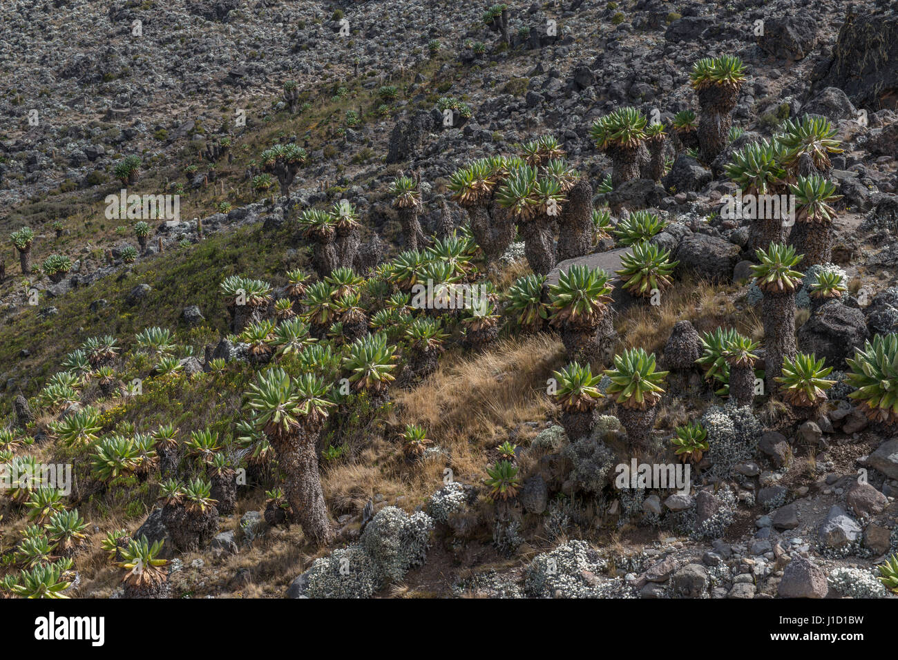 Kilimanjaro scenery Stock Photo