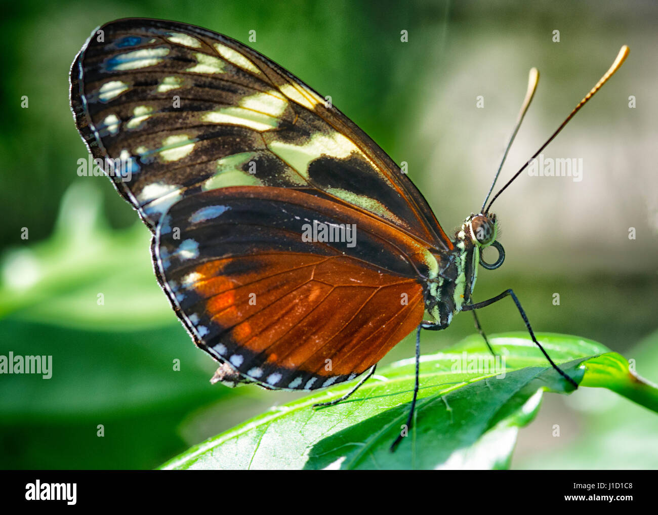 This on a leaf sitting butterfly has several names:Tiger Longwing, Golden Longwing, Hecale Longwing  or Golden Heliconian (Heliconius hecale) . It is a Heliconiid butterfly that occurs from Mexico to the Peruvian Amazon. Stock Photo