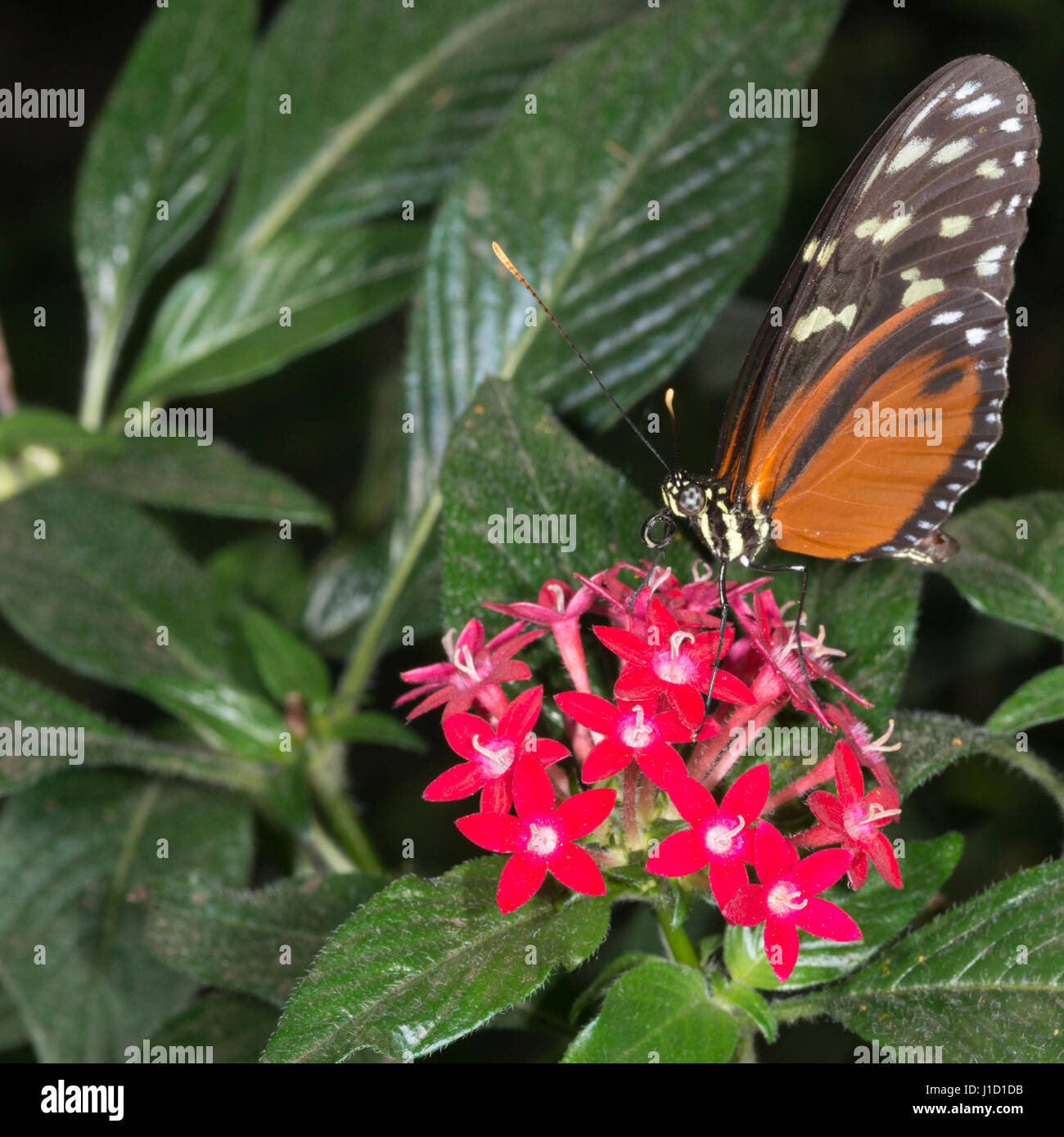 Golden Longwing (Heliconius hecale) is sitting on an red flower. It is a butterfly that occours from Mexico to the Peruvian Amazon. Stock Photo