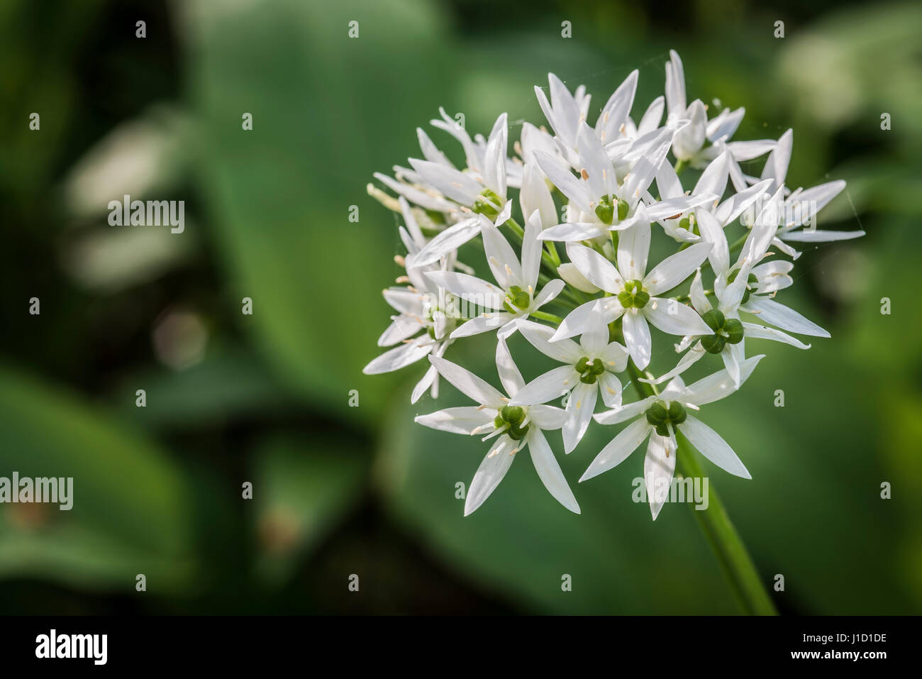 The characteristic white flowers of wild garlic are perfectly edible