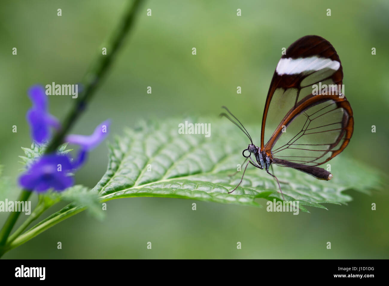 When a glasswinged butterfly is flying, it is for predators almost invisible. The wings are transparent, but like a glass window there should be a reflectiion of light. But there isn't a reflection. Scientists from Karlsruhe Institute of Technology have discovered the trick: The butterfly wings namely have irregular nanostructures on the surface, and thus is very little light reflected: depending on the angle just between two and five percent. For a glass pane, it is depending on the viewing direction between eight and 100 percent. Stock Photo