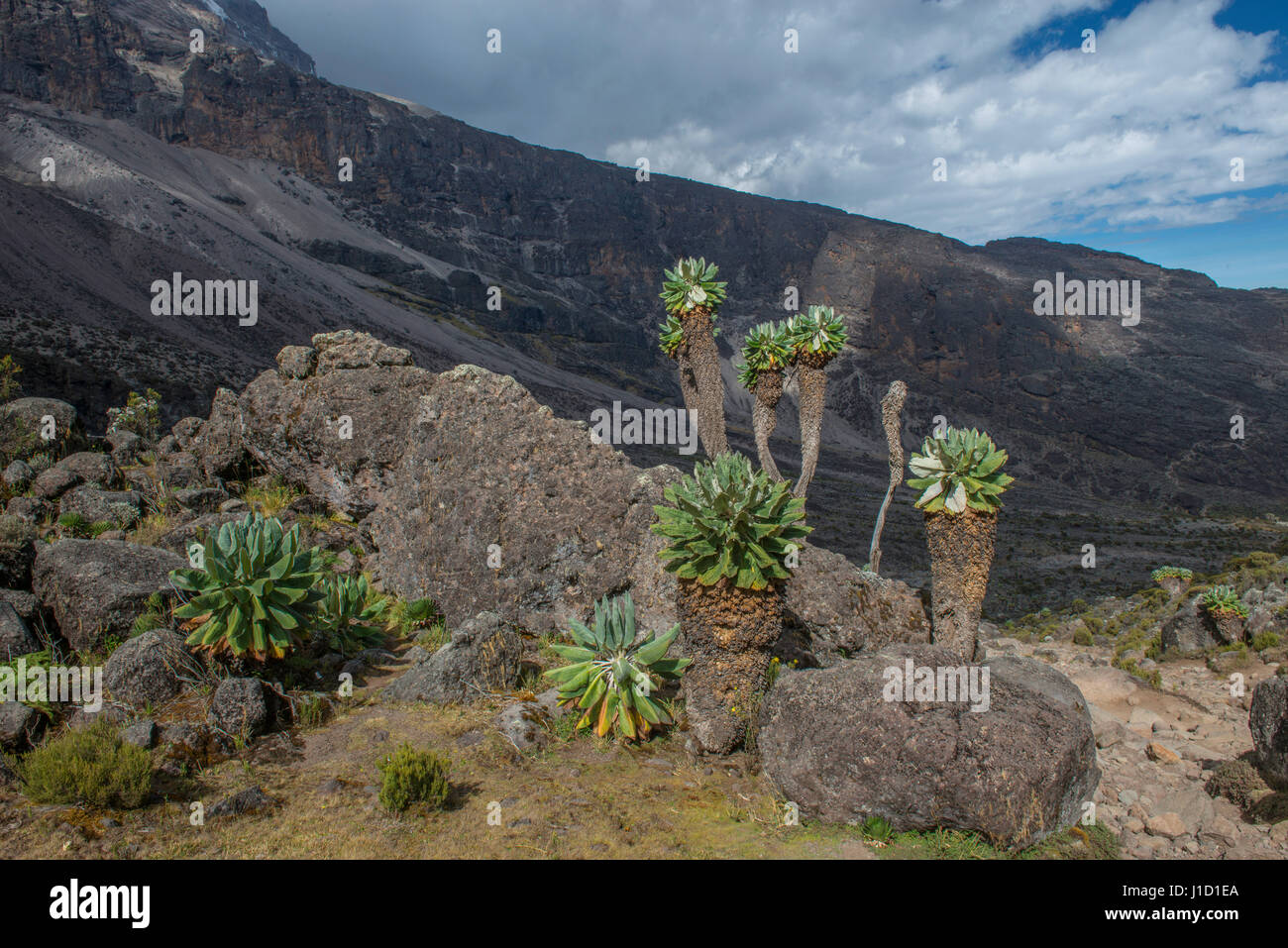 Kilimanjaro scenery Stock Photo