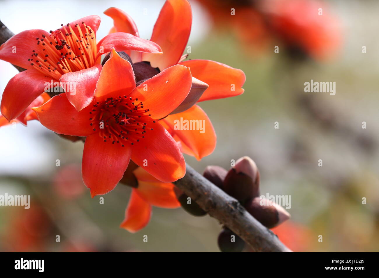 Cotton Tree Flowers High Resolution Stock Photography And Images Alamy