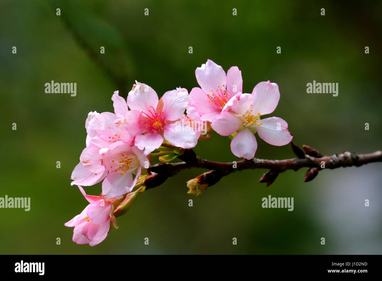 Sakura colour hi-res stock photography and images - Alamy