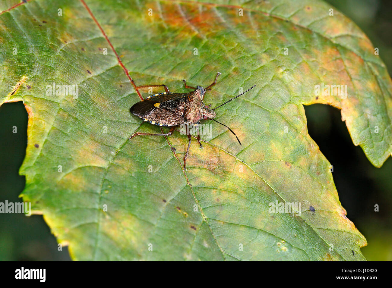 Red-legged Shield Bug (Pentatoma rufipes) resting on leaf in woodland ...